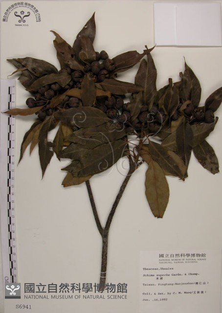 木荷藏品圖，第1張