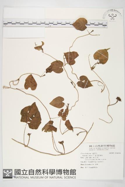 紅花野牽牛藏品圖，第1張