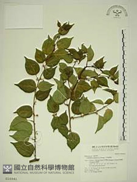 亞洲濱棗藏品圖，第1張