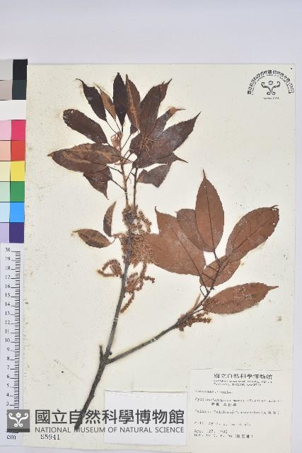 赤柯、赤椆、森氏櫟藏品圖，第1張