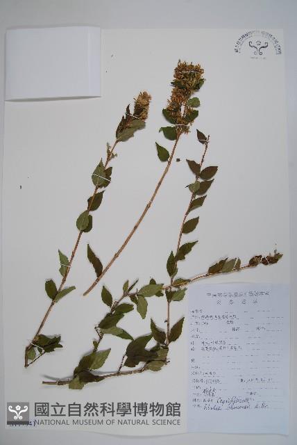 臺灣糯米條藏品圖，第1張