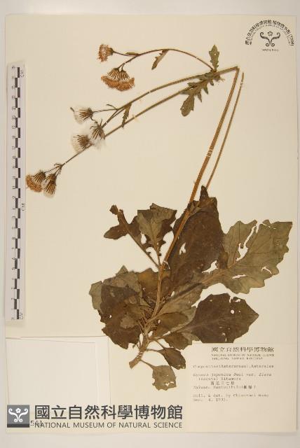 黃花三七草藏品圖，第1張