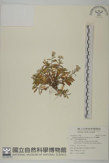 玉山抱莖籟簫藏品圖，第1張