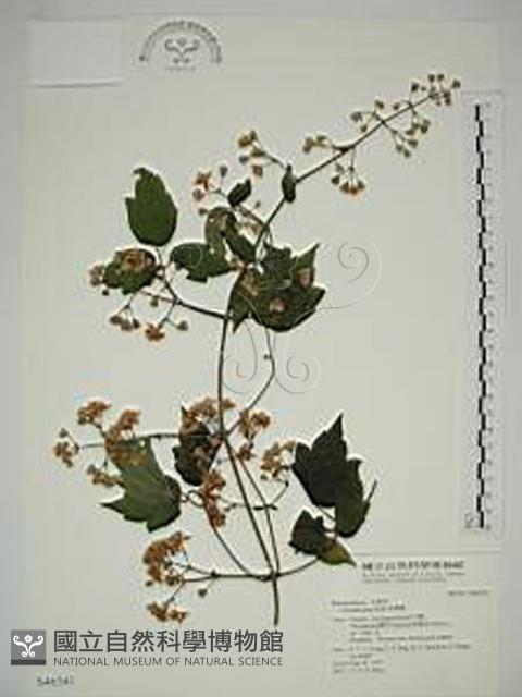 串鼻龍藏品圖，第1張