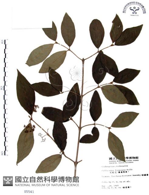 杜虹花，台灣紫珠藏品圖，第1張