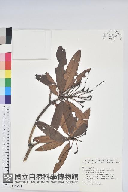 森氏杜鵑、森氏滿江紅藏品圖，第1張