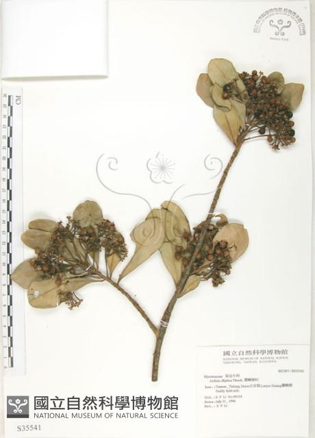 蘭嶼樹杞、蘭嶼紫金牛藏品圖，第1張