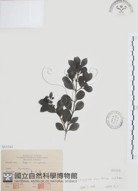 小葉赤楠藏品圖，第1張