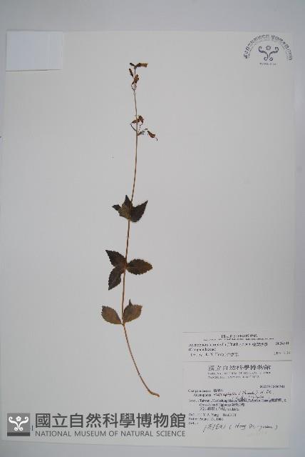 輪葉沙參藏品圖，第1張