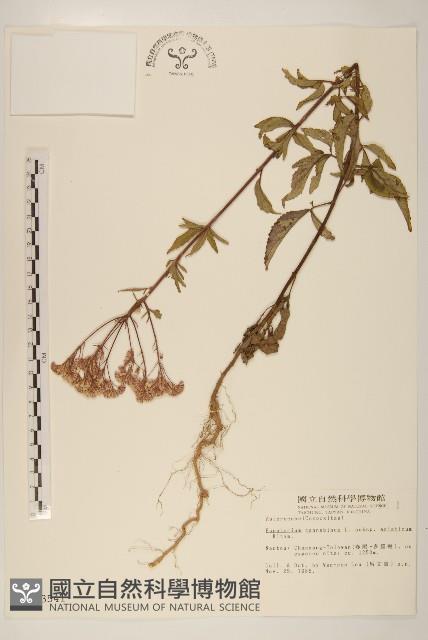 台灣澤蘭藏品圖，第1張