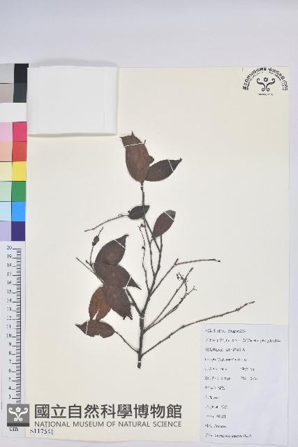 米飯花藏品圖，第1張