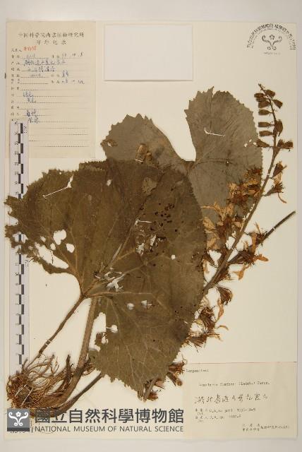 狹苞橐吾藏品圖，第1張