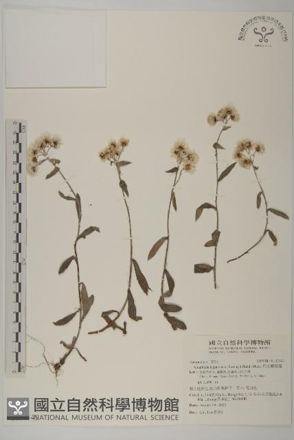 尼泊爾籟簫藏品圖，第1張