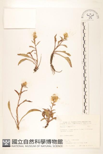 一枝黃花藏品圖，第1張