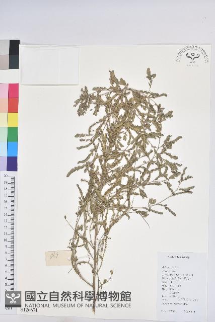 葉下珠、珠仔草藏品圖，第1張