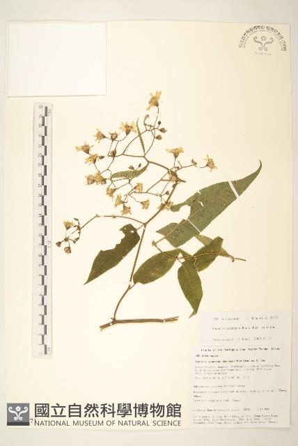 蔓黃菀藏品圖，第1張