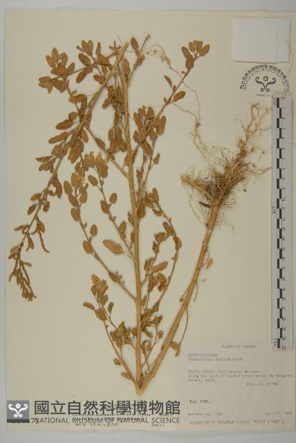 變葉藜藏品圖，第1張