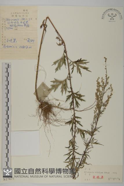 紅足蒿藏品圖，第1張