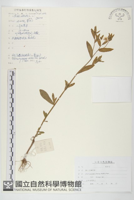 阿爾泰狗哇花藏品圖，第1張