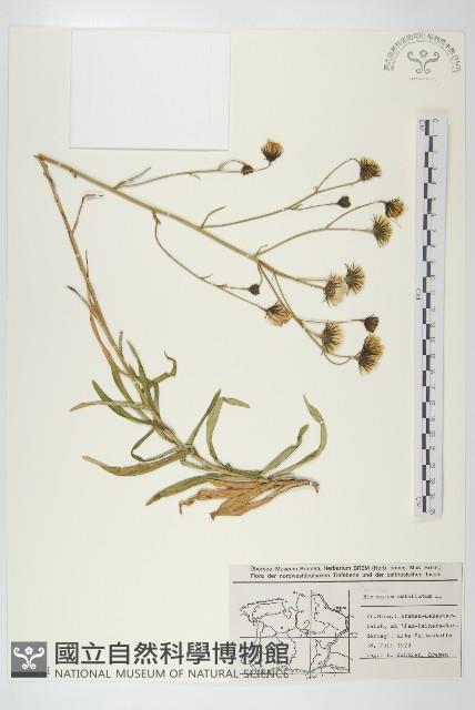 山柳菊藏品圖，第1張