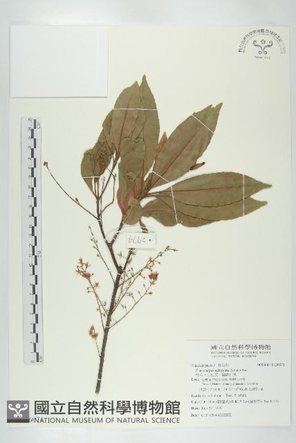 杜英、山杜英、蘭嶼杜英藏品圖，第1張