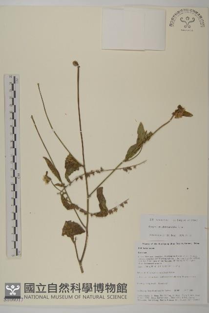 球序蓼藏品圖，第1張