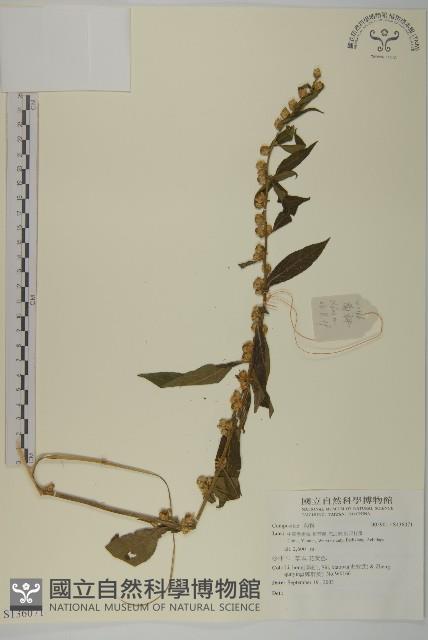 登錄號:S136071藏品圖，第1張