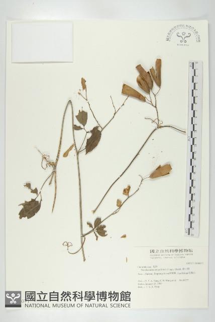 穿山龍藏品圖，第1張