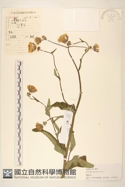 長裂苦苣菜藏品圖，第1張