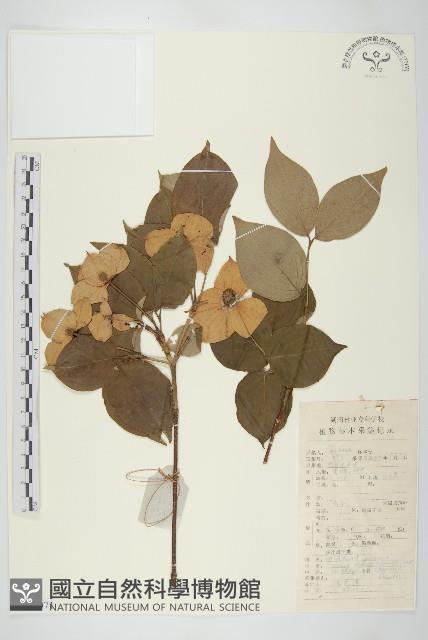 四照花、山荔枝藏品圖，第1張