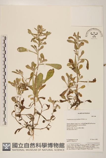 匙葉鼠麴草藏品圖，第1張