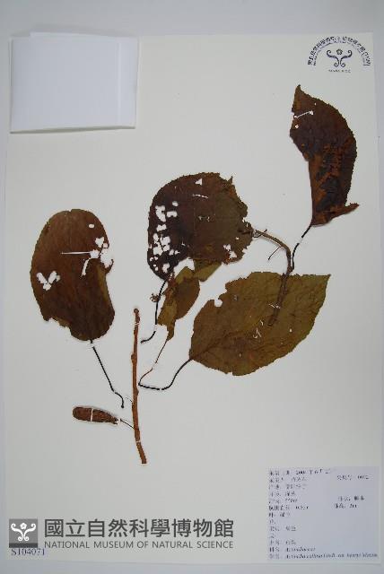 京梨獼猴桃藏品圖，第1張