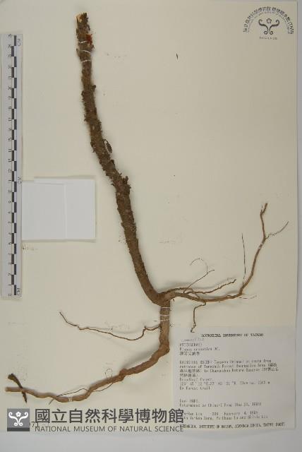 薄葉艾納香藏品圖，第1張