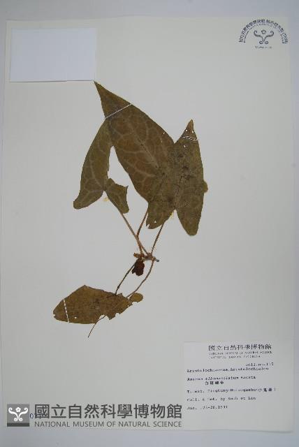 白斑細辛藏品圖，第1張