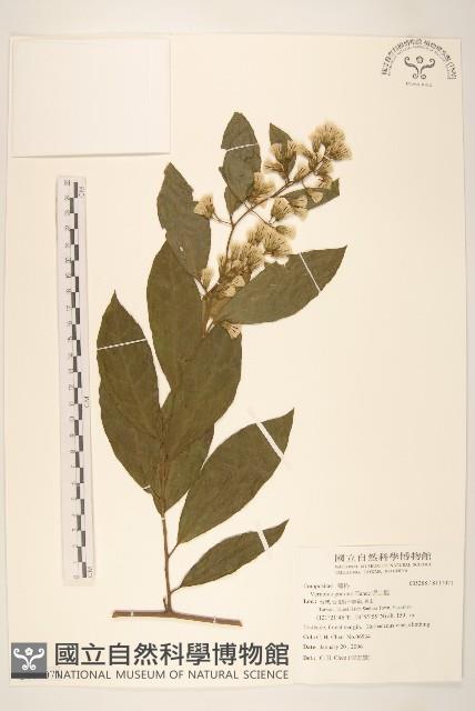 過山龍藏品圖，第1張