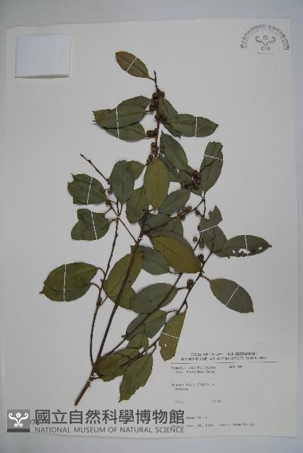 臺灣糊樗藏品圖，第1張