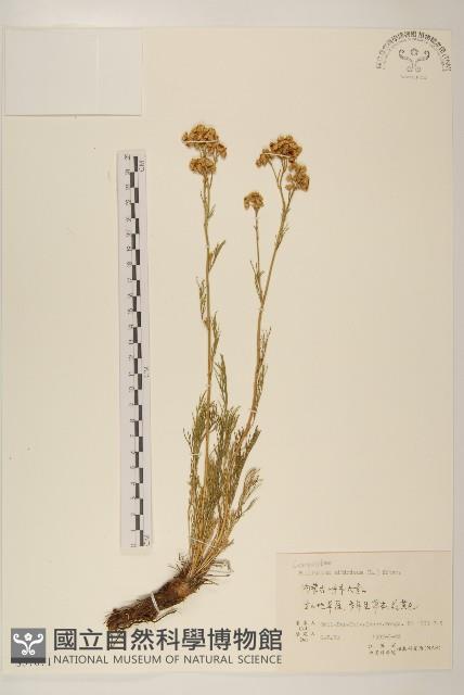 線葉菊藏品圖，第1張