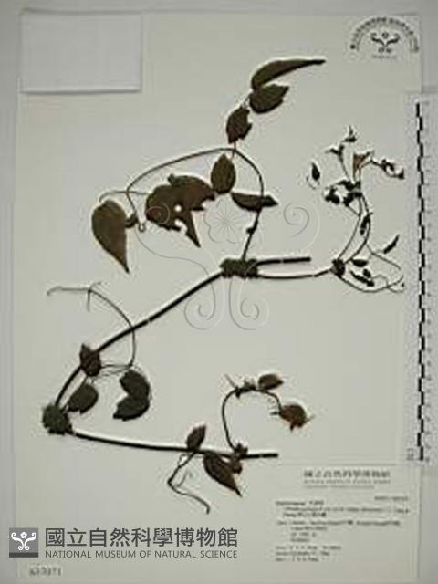 Accession Number:S037071 Collection Image, Figure 1, Total 2 Figures