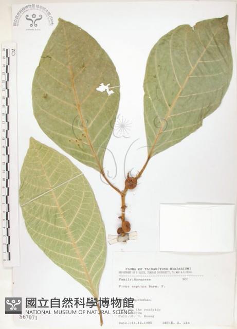 Angular-fruit Fig Collection Image