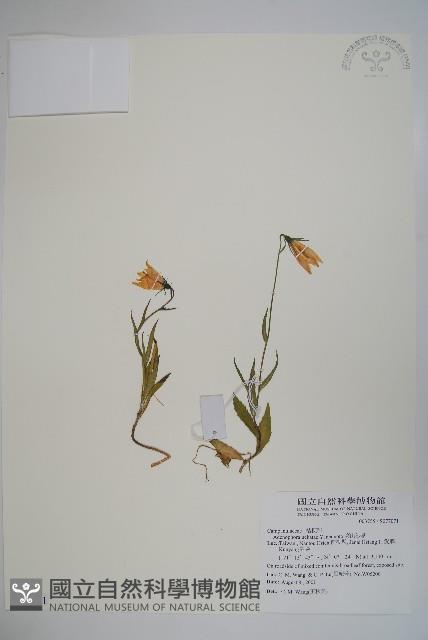 高山沙參藏品圖，第1張