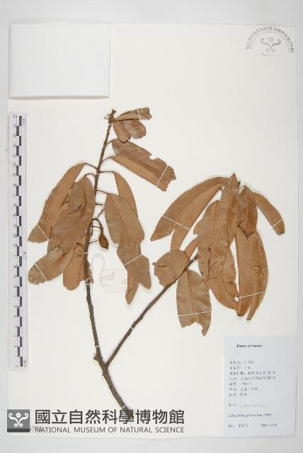 單葉豆藏品圖，第1張