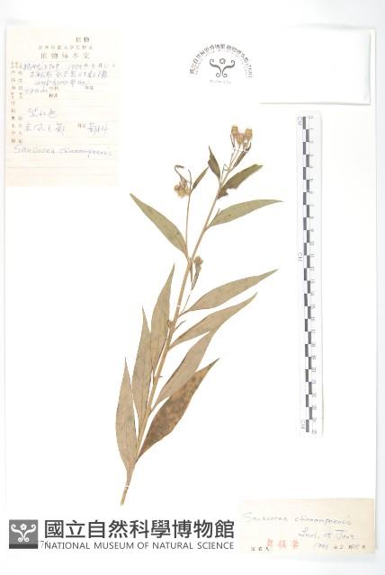 京鳳毛菊藏品圖，第1張