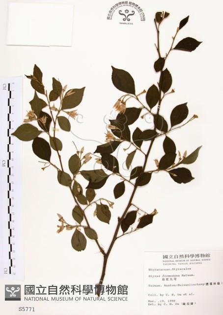 烏皮九芎、奮起湖野茉莉藏品圖，第1張