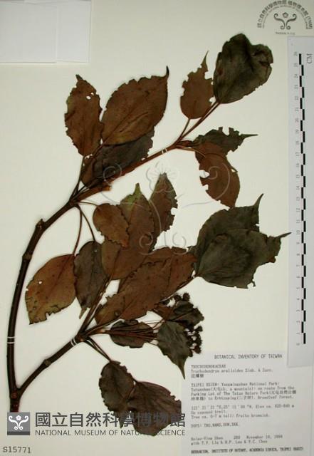 昆欄樹藏品圖，第1張