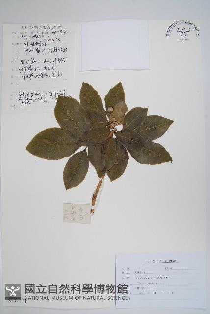 短梗五加藏品圖，第1張