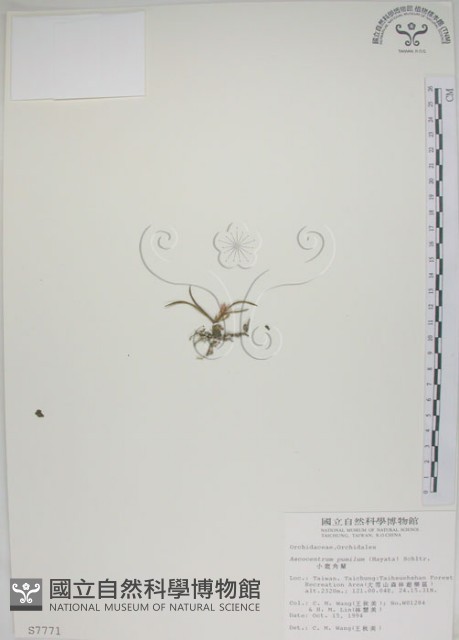 鹿角蘭、小鹿角蘭藏品圖，第1張