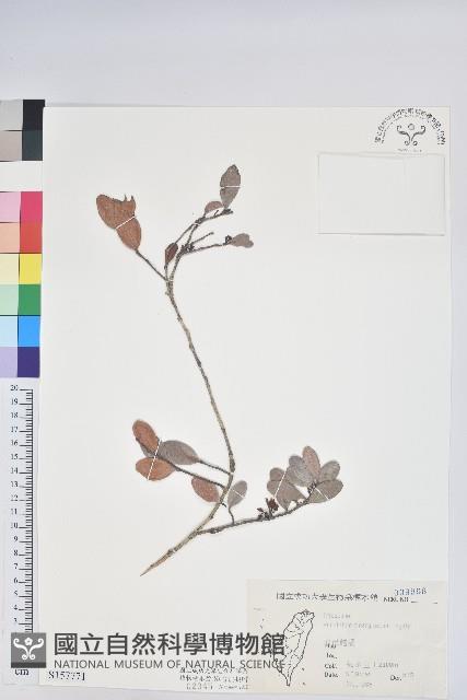 凹葉越橘藏品圖，第1張