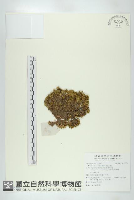 紅花岩梅藏品圖，第1張