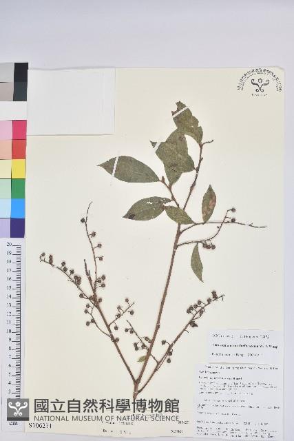 登錄號:S106271藏品圖，第1張