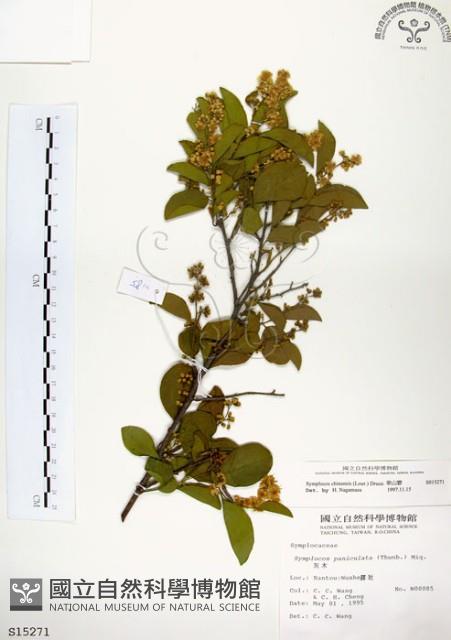 灰木藏品圖，第1張